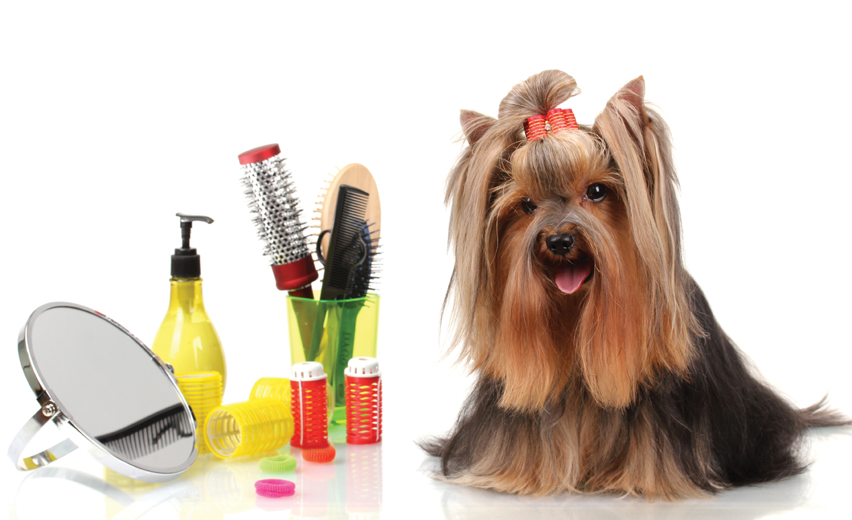 grooming, dog, cat, cache, elgin, geronimo